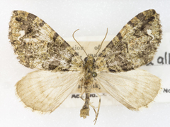 Hydriomena albifasciata