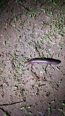 Tylobolus castaneus