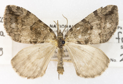 Hydriomena furcata