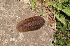 Phyllocaulis soleiformis