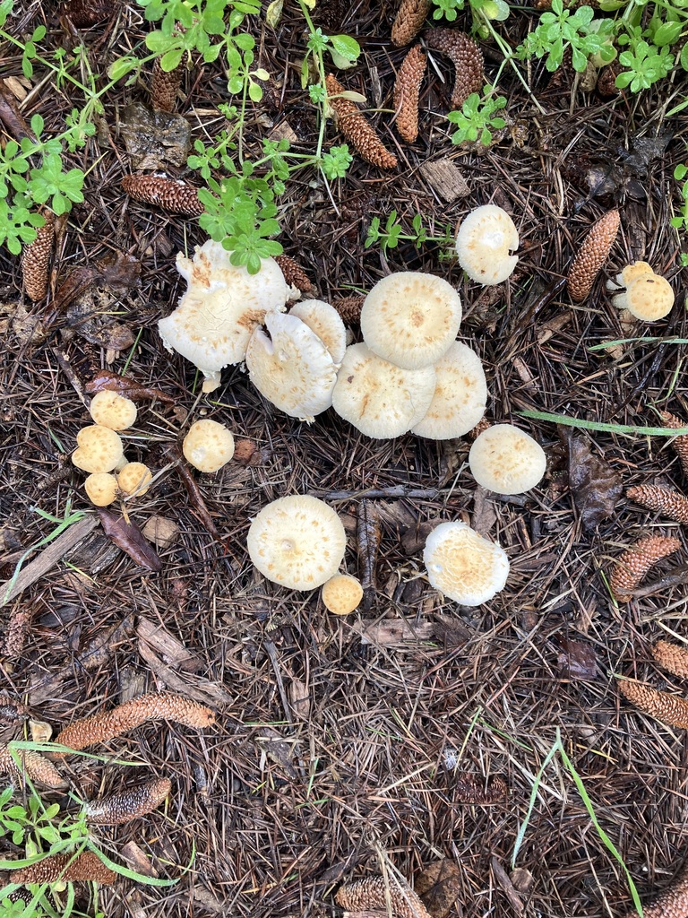 Leratiomyces percevalii · January 2026 · photo: © naturalissimissimo (iNaturalist, cc-by-nc)