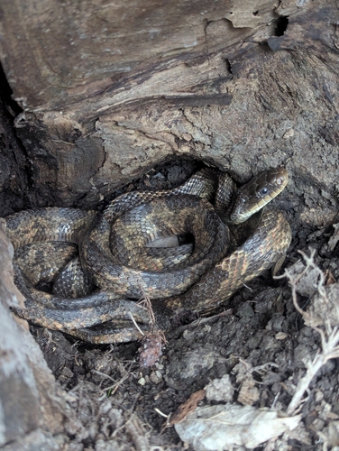 Western Ratsnake