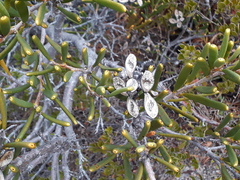 Hakea clavata