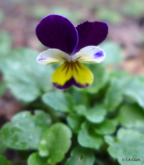 Viola tricolor