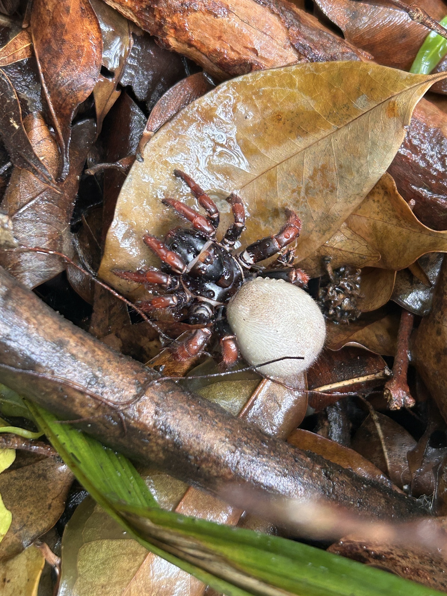 Actinopus rufipes (Lucas, 1834)