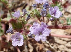 Phacelia bombycina