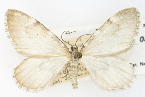 Stamnodes animata