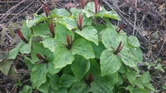 Trillium angustipetalum