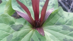 Trillium angustipetalum
