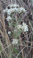 Pseudognaphalium chartaceum