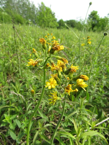 Leafless Hawk's-beard (Crepis praemorsa)