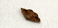 Patalene olyzonaria