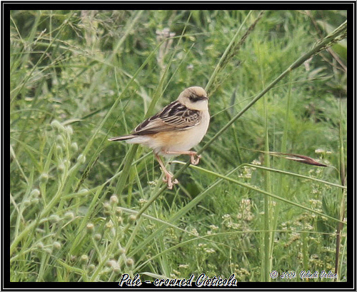 iNaturalist image