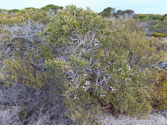 Hakea clavata