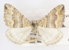 Perizoma custodiata