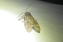 Eucereon myrina