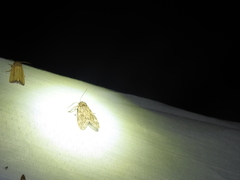 Eucereon myrina
