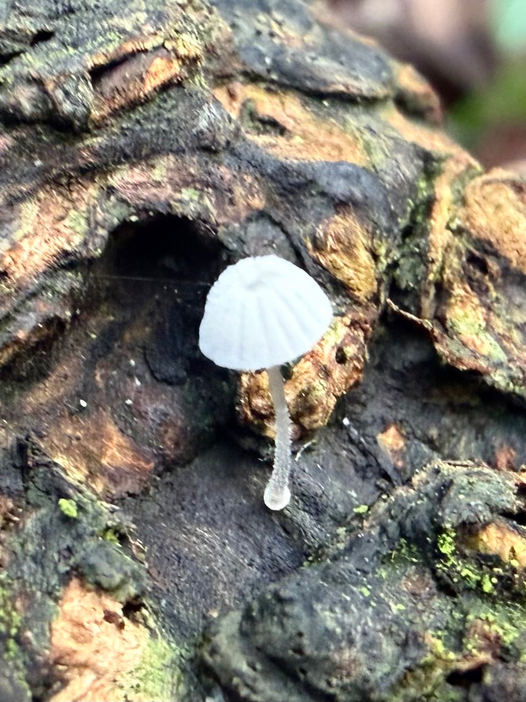 Mycena tenerrima · January 2026 · photo: © hh525 (iNaturalist, cc-by)
