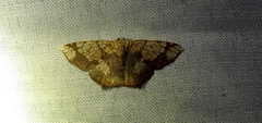 Nematocampa resistaria