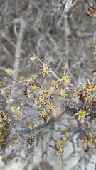 Forestiera phillyreoides