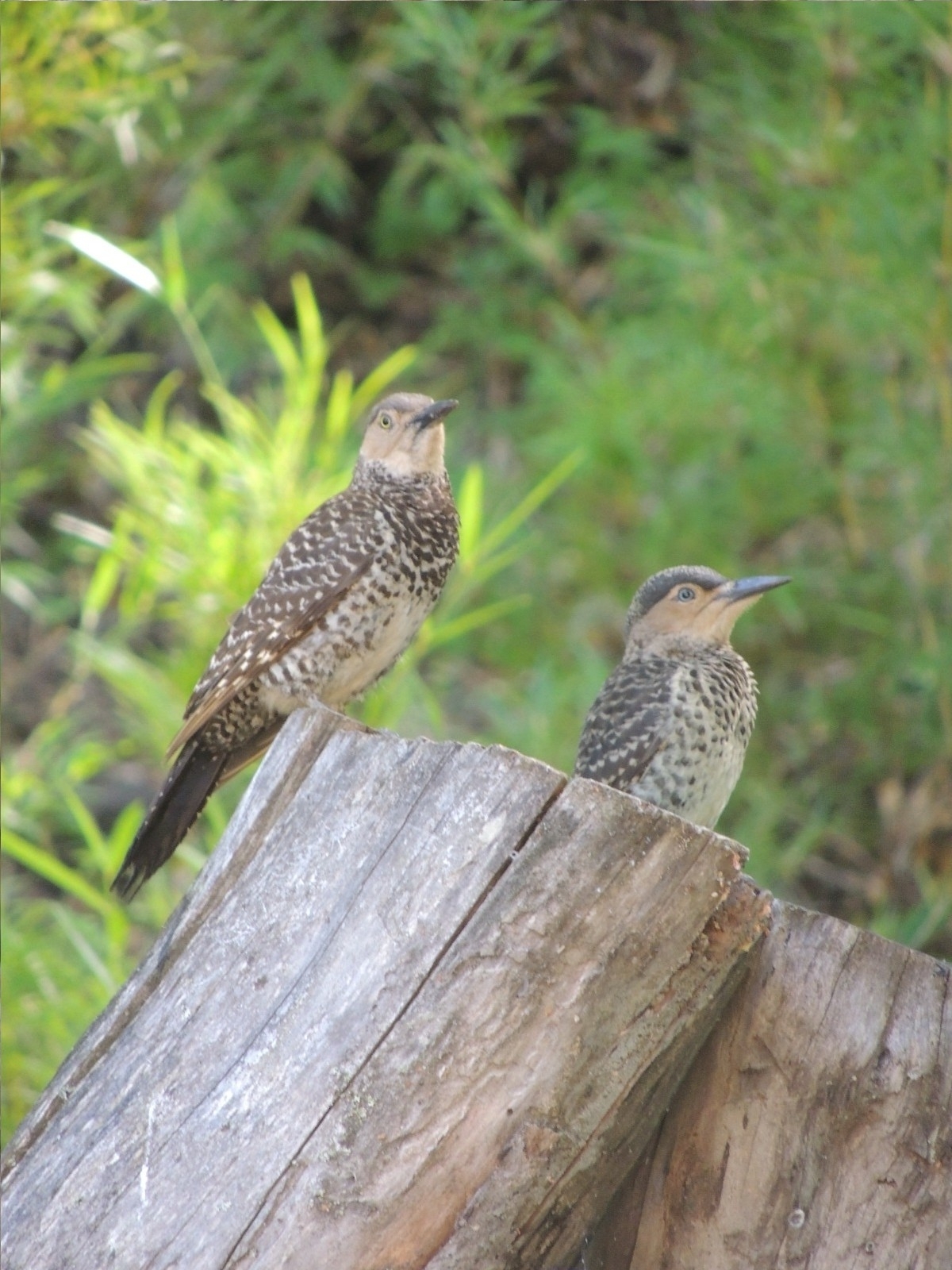 Chilean Flicker (Colaptes pitius), photo 2