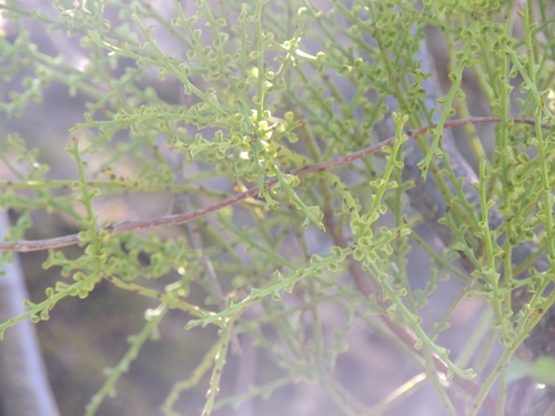 Misodendron gayanum (Misodendrum gayanum)