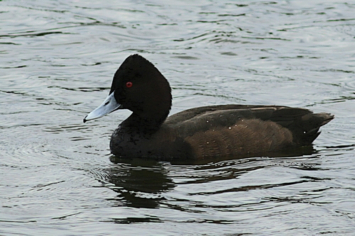 iNaturalist: (c) Andrew Keys, some rights reserved (CC BY-NC), uploaded by Andrew Keys iNaturalist image