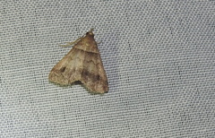 Phalaenophana pyramusalis