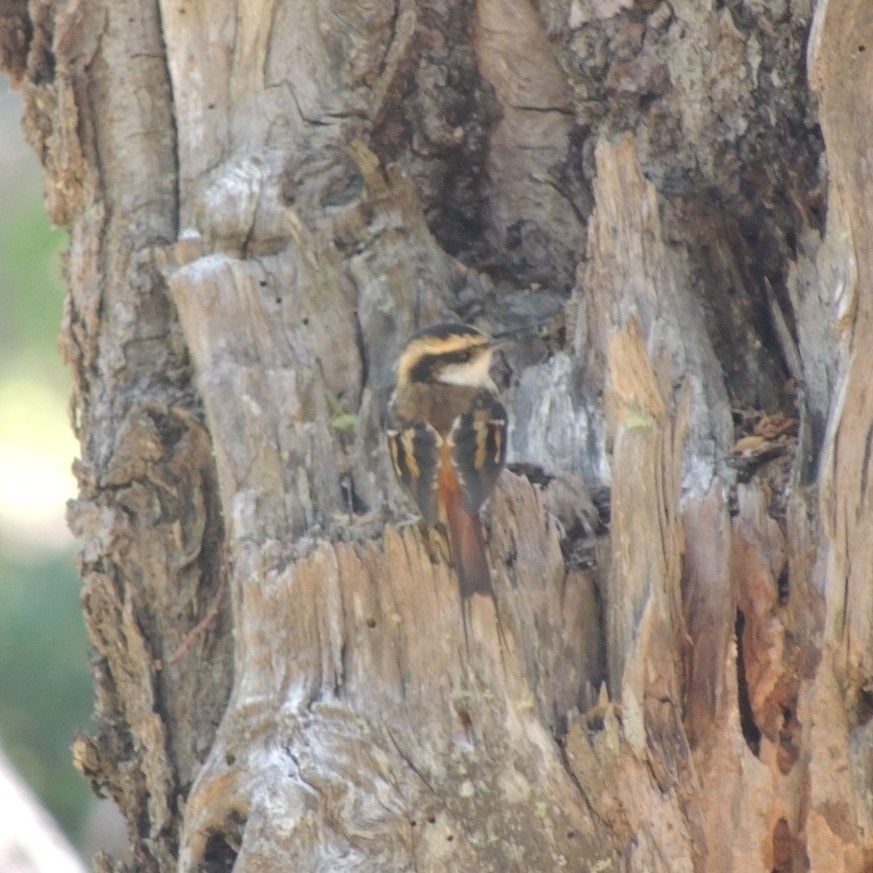 Thorn-tailed Rayadito (Aphrastura spinicauda), photo 6