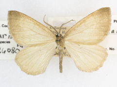 Sericosema immaculata