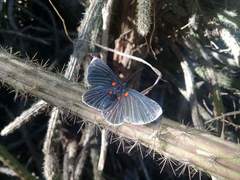 Melanis acroleuca acroleuca