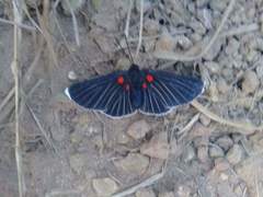 Melanis acroleuca acroleuca