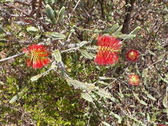 Melaleuca orbifolia