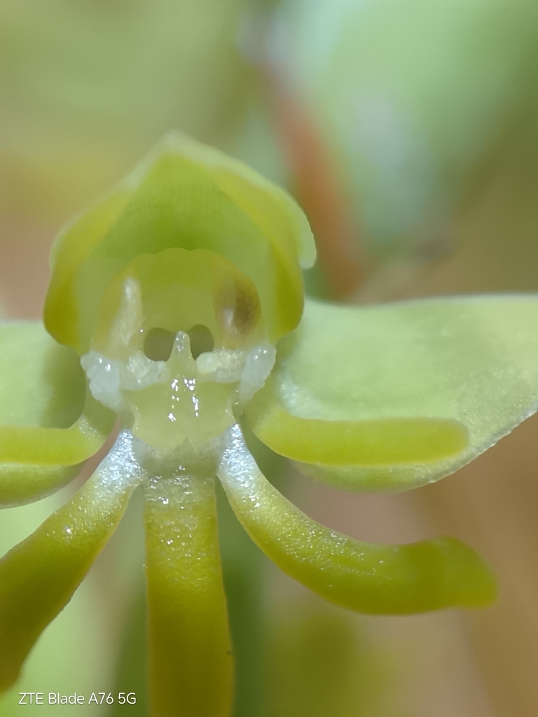 Habenaria pentadactyla