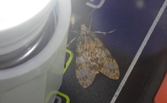 Eucereon myrina