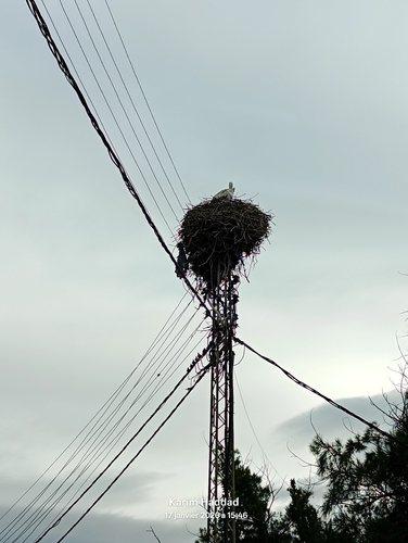 White Stork