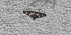 Desmia ufeus