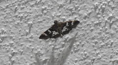 Desmia ufeus