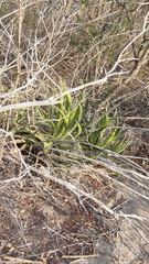 Agave filifera