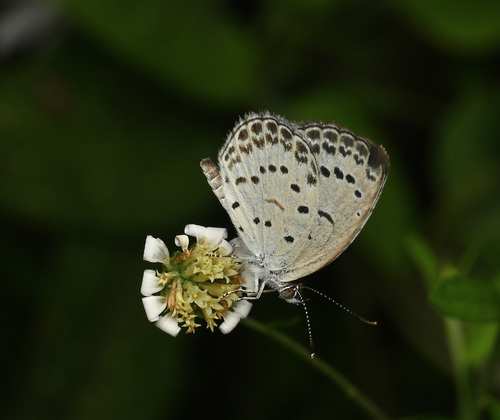 Pale Grass Blue