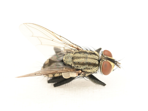 Sarcophaga pterygota