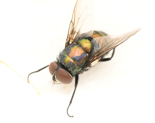 Lucilia papuensis