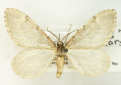 Stamnoctenis pearsalli