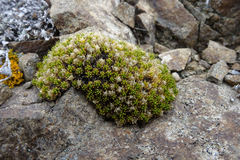 Colobanthus brevisepalus