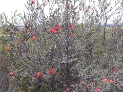 Melaleuca orbifolia