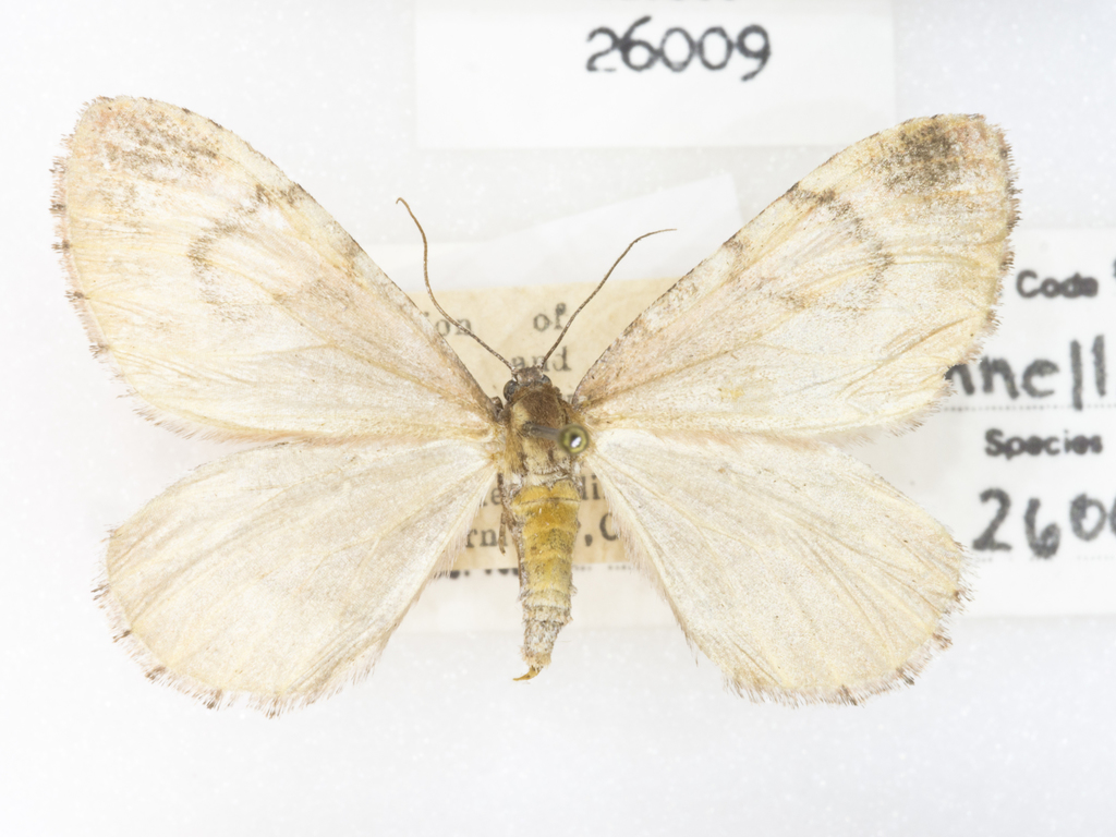 Stamnodes annellata