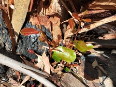 Corymbia gummifera