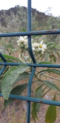 Solanum umbellatum