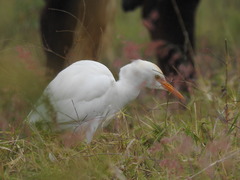 Bubulcus ibis