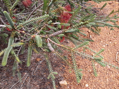 Melaleuca orbifolia